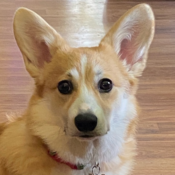 Meet your Posher, Natalie - Picture 1 of 1